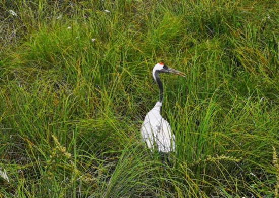 3只被救助丹顶鹤在中国北疆放飞