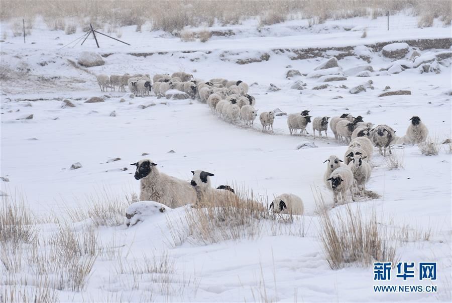 内蒙古乌拉特草原上万户农牧民遭受雪灾(图)_图片_中国小康网