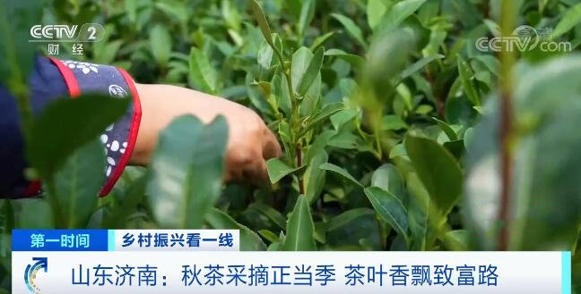 山东济南：秋茶采摘正当季 茶叶香飘致富路